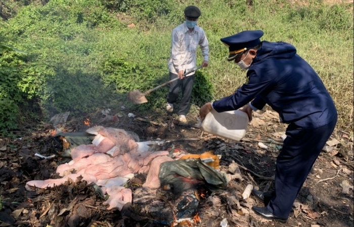 Móng Cái: Phát hiện, tiêu hủy 300 kg nầm lợn đã bốc mùi
