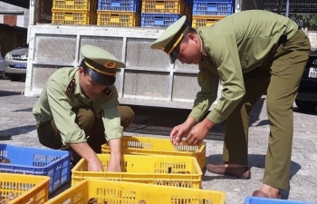 Hải Dương: Tiêu hủy 4.000 con gà giống nhập lậu từ Trung Quốc