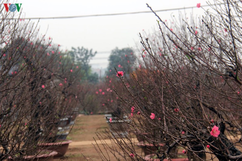 lang dao nhat tan nhon nhip nam thanh nu tu do ve chup anh truoc tet