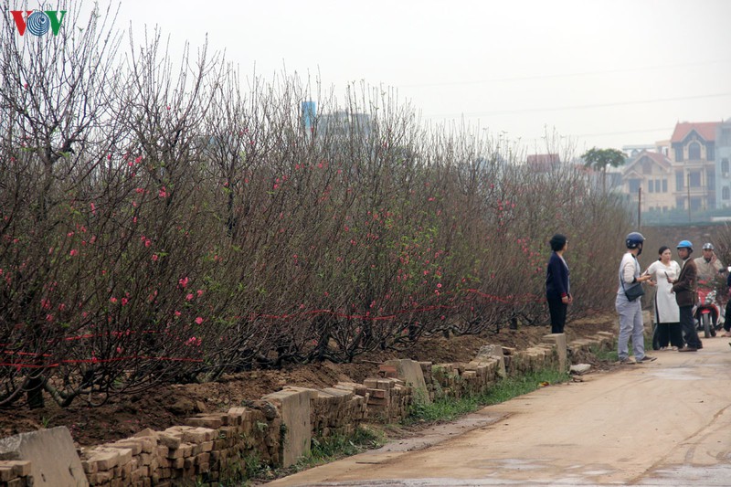 lang dao nhat tan nhon nhip nam thanh nu tu do ve chup anh truoc tet