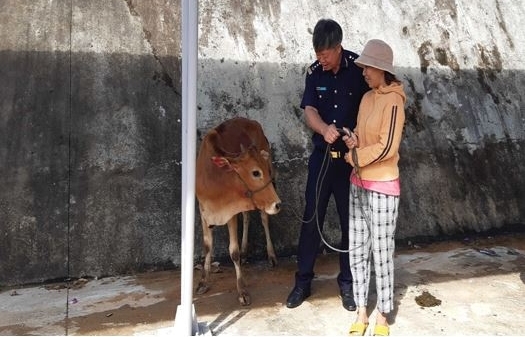Hải quan Quảng Nam trao tặng bò giống cho hộ dân xã kết nghĩa Phước Năng