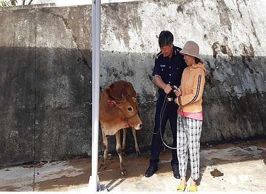 Bí thư Đảng uỷ, Cục trưởng Lê Thành Khang trao tặng bò giống hỗ trợ cho hộ dân 