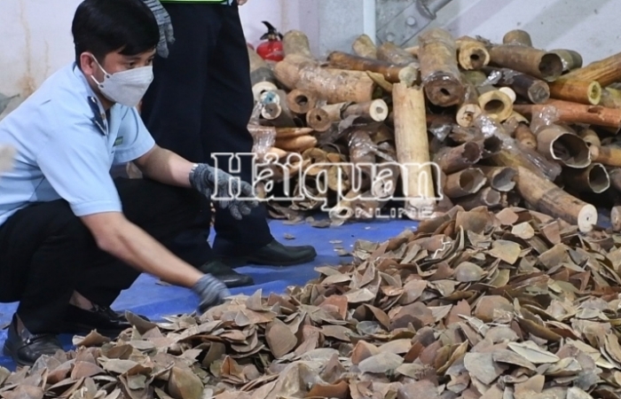 Hải quan Đà Nẵng bắt giữ hơn 6,6 tấn hàng nghi vảy tê tê và ngà voi