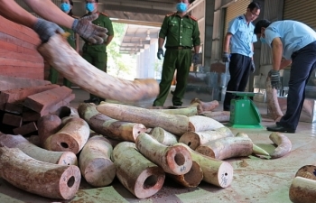 Cận cảnh vụ bắt giữ lô hàng "khủng" hơn 9,1 tấn nghi ngà voi tại cảng Đà Nẵng