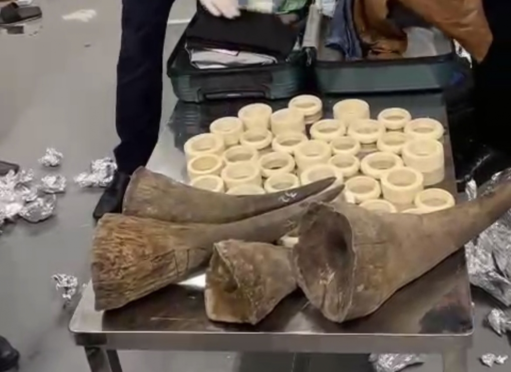 Cận cảnh khám xét kiện hàng chứa hơn 16 kg sừng tê giác và ngà voi