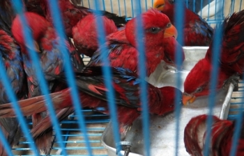 Cận cảnh những cá thể vẹt Lory đỏ nhập không phép về sân bay quốc tế Nội Bài