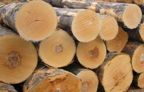 Tăng cường kiểm soát gỗ nguyên liệu bạch dương nhập khẩu