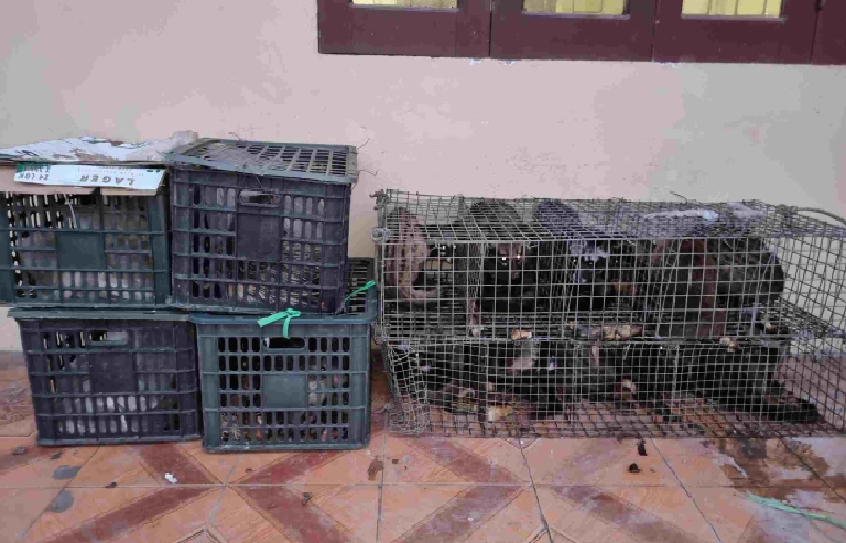 Nghệ An: Bắt giữ 17 cá thể nhím, cầy hương trên xe khách