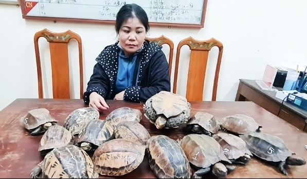 Hà Tĩnh: Tạm giữ người phụ nữ vận chuyển 12 kg cá thể rùa
