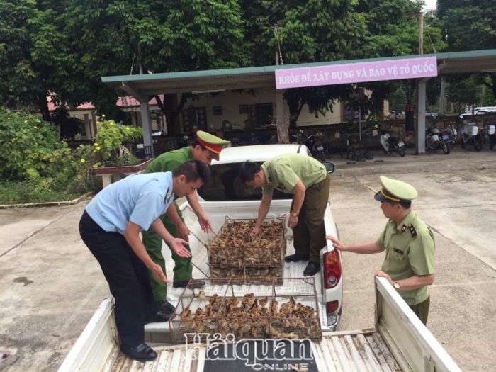 Hải quan Chi Ma chủ trì bắt giữ 14.200 con gia cầm giống