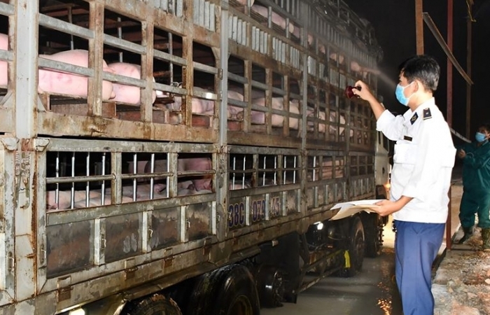 Tạm ngừng nhập khẩu lợn sống từ Thái Lan