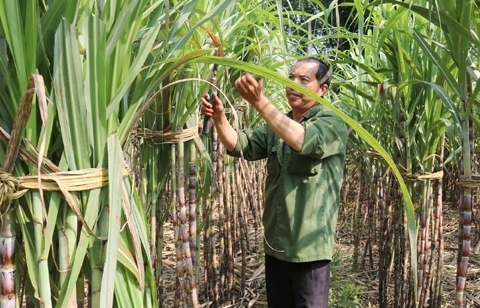 Lợi nhuận người trồng mía Việt Nam thu về thua xa Thái Lan, Indonesia