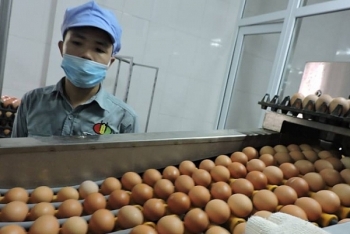 Nhập khẩu bao nhiêu trứng và muối trong 2019?