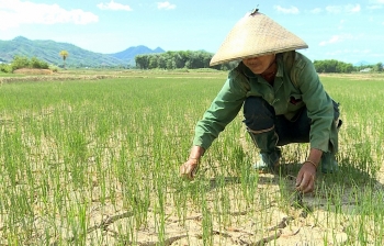 Việt Nam được viện trợ 30,2 triệu USD chống biến đổi khí hậu