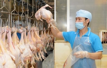 Sắp xuất khẩu lô thịt gà đầu tiên sang Nga