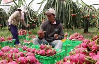 Xuất khẩu rau quả sang Trung Quốc giảm gần 30%