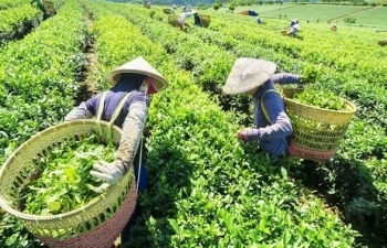 Chè Việt lao đao vì thị trường xuất khẩu “đóng băng”