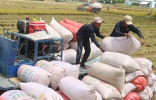 Covid-19 bủa vây, xuất khẩu gạo vẫn tăng gần 11%