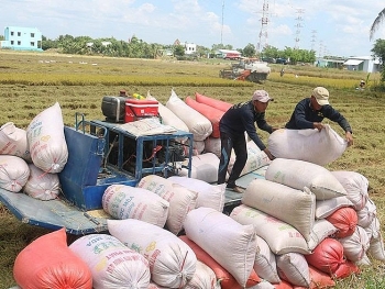 Giá cao nhất nhiều năm, gạo Việt có cơ hội "vượt mặt" gạo Thái