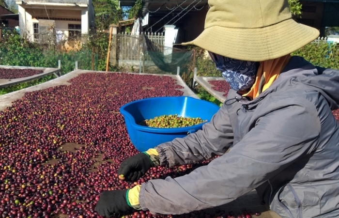 Giá xuất khẩu cà phê tăng mạnh hơn 31%