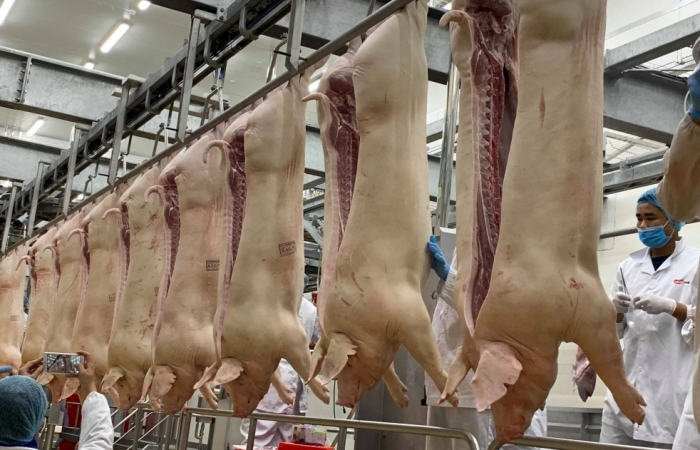 Tháo “van” xuất khẩu thịt lợn tiểu ngạch để cứu giá lợn?
