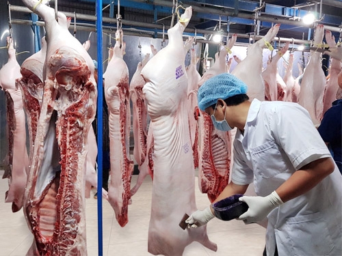 Xuất khẩu lợn sang Campuchia cần chính ngạch, kiểm dịch đầy đủ