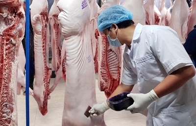 Xuất khẩu lợn sang Campuchia cần chính ngạch, kiểm dịch đầy đủ