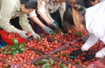 Nông sản Việt Nam bán tấn thì nhiều mà “két” lại bé