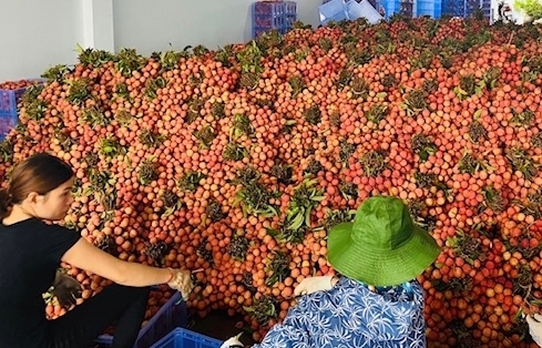 Xuất khẩu rau quả giảm tại Trung Quốc, tăng "khủng" ở Thái Lan