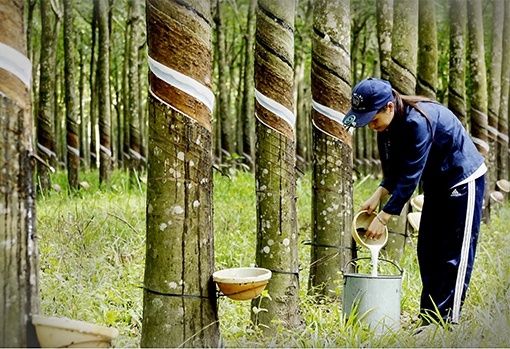 Trung Quốc “vung tiền” mua cao su, nguồn cung toàn cầu thiếu hụt