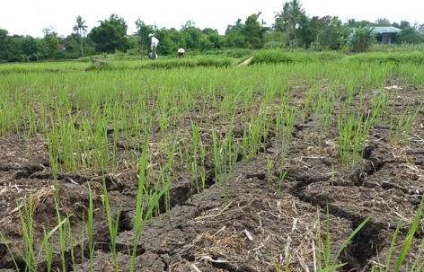 Tình trạng suy thoái đất đang “ngốn” cả triệu ha đất canh tác của Việt Nam