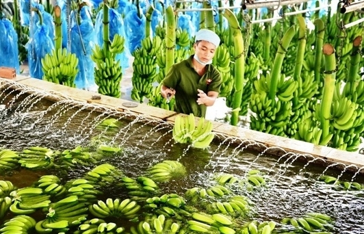 Xuất khẩu rau quả sang Trung Quốc tiếp tục gặp khó
