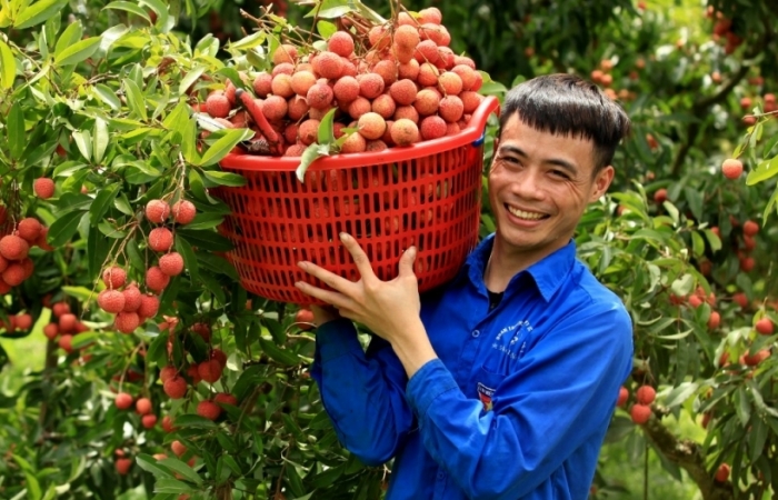 Khó xuất khẩu sang Trung Quốc, rau quả chuyển sang Hoa Kỳ, Nhật Bản
