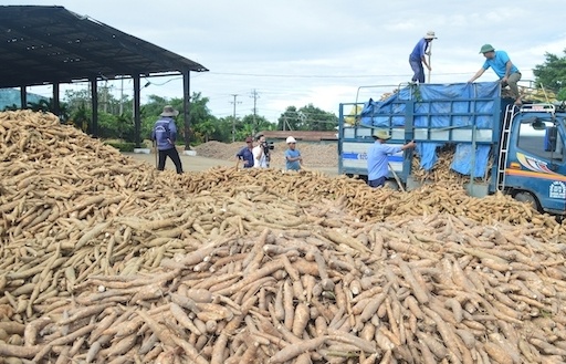 Xuất khẩu thứ 2 thế giới, sắn Việt bị cạnh tranh mạnh từ Thái Lan