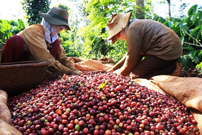 Giá cà phê tiếp tục thấp nếu xung đột Nga-Ukraine chưa chấm dứt