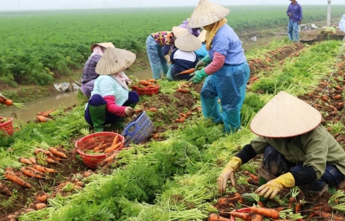 Trung Quốc thiếu nông sản, Việt Năm tăng tốc đón thị trường