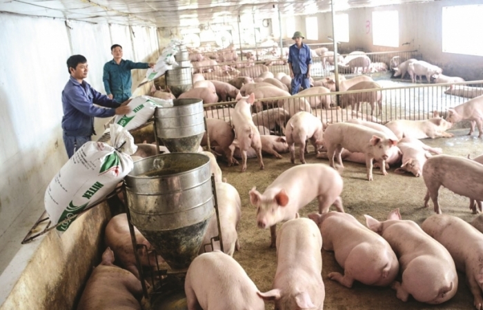 Giá lợn hơi "rơi" xuống 75.000 đồng/kg, nông dân còn có lãi?