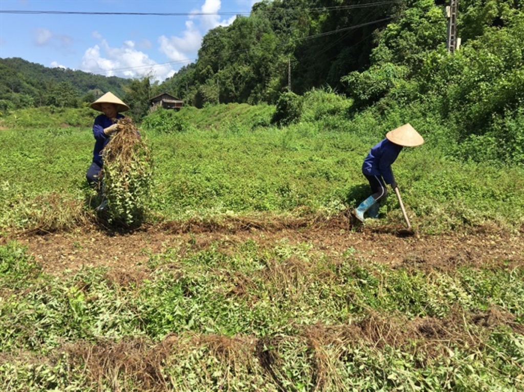 Xuất khẩu thạch đen: Trị giá nhỏ, triển vọng bứt phá lớn