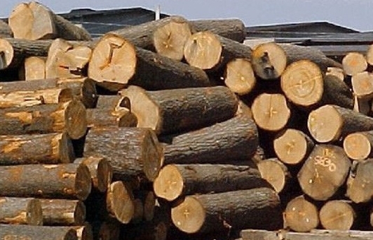 Nâng cao năng lực kiểm soát gỗ nhập khẩu cho Kiểm lâm và Hải quan