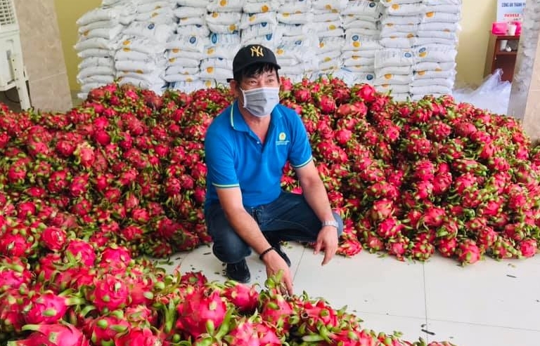 Nhiều nhà nhập khẩu quan tâm nguồn thanh long Việt Nam chất lượng cao