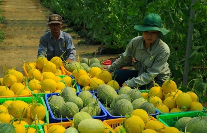 Ngành rau quả “hụt hơi” khi xuất sang Trung Quốc giảm hơn 30%
