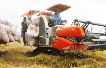 Indonesia nhập khẩu 2 triệu tấn gạo dự trữ quốc gia, cơ hội cho gạo Việt