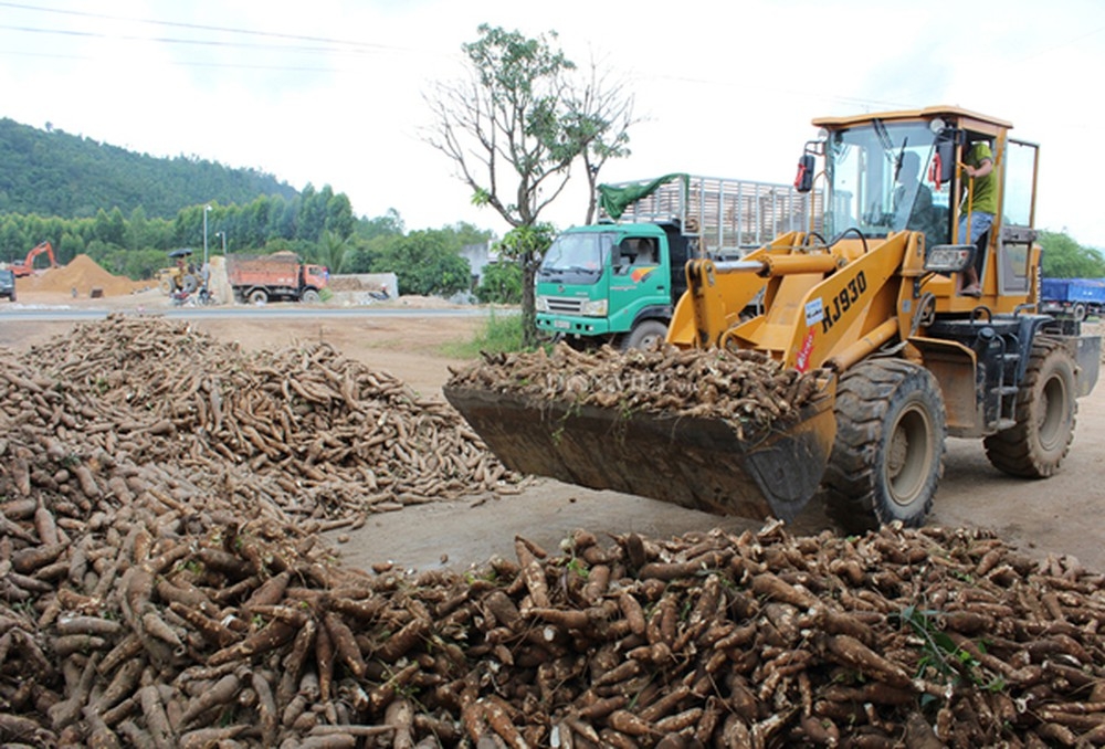 Thị phần tinh bột sắn Việt Nam tại Trung Quốc giảm mạnh