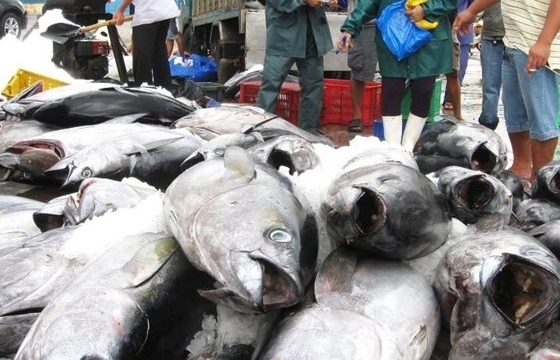 Tận dụng CPTPP, xuất khẩu cá ngừ sang Nhật Bản tăng cao