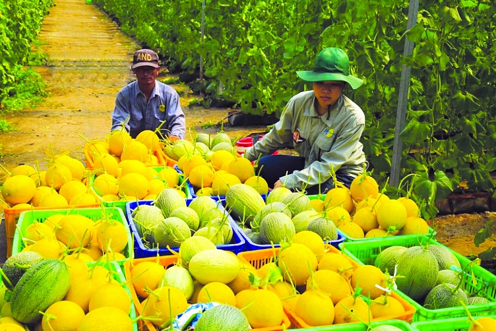 Năm 2021, giá trị xuất khẩu toàn ngành nông nghiệp đạt 48,6 tỷ USD.	Ảnh: Nguyễn Thanh