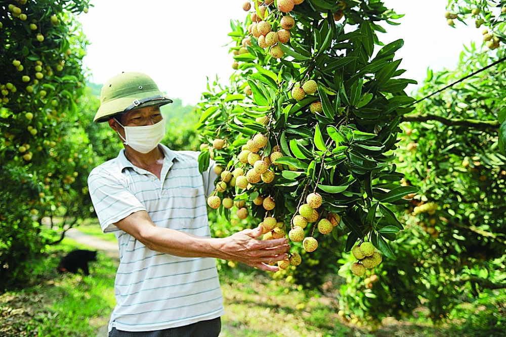 Bộ NN&PTNT đang đẩy mạnh các giải pháp, phối hợp chặt chẽ với các bộ, ngành liên quan tháo gỡ khó khăn cho hàng nông, thuỷ sản XK	 Ảnh: Nguyễn Thanh