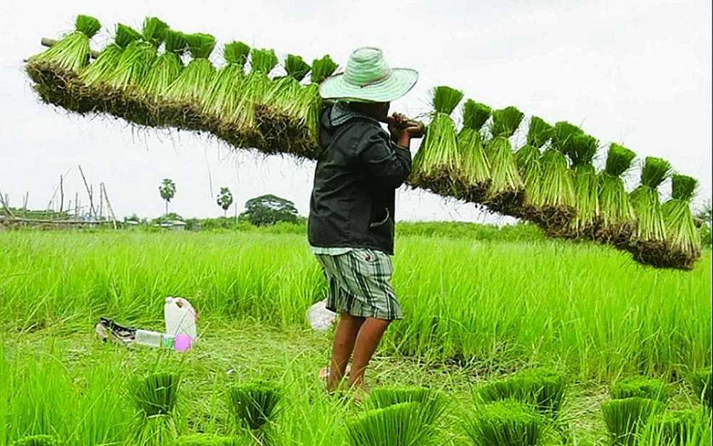 Hầu hết gạo trên thế giới được trồng và tiêu thụ ở châu Á.