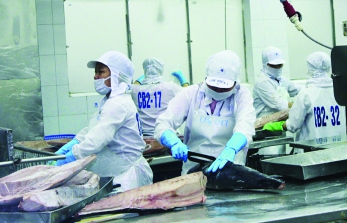 Xuất khẩu cá ngừ tiếp tục khả quan trong những tháng cuối năm