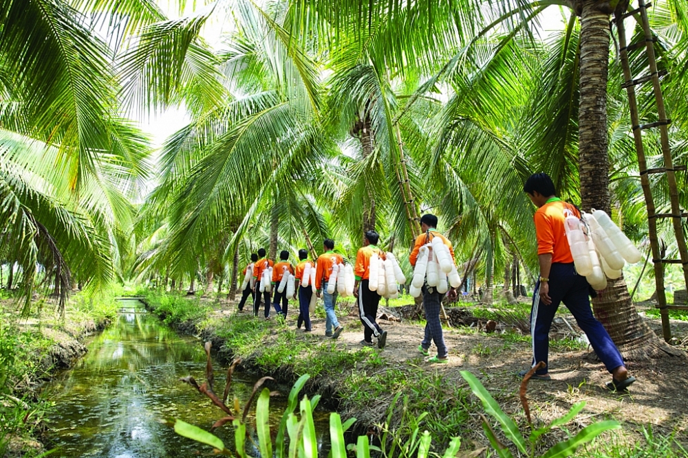 Nông dân đi thu hoạch mật hoa dừa tại Sokfarm. 	Ảnh: TL