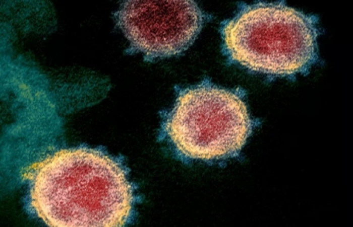 Phơi nhiễm virus có chủ đích ở người: Con đường giải mã bí ẩn về SARS-CoV-2?